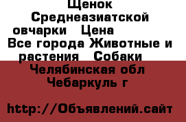 Щенок Среднеазиатской овчарки › Цена ­ 35 000 - Все города Животные и растения » Собаки   . Челябинская обл.,Чебаркуль г.